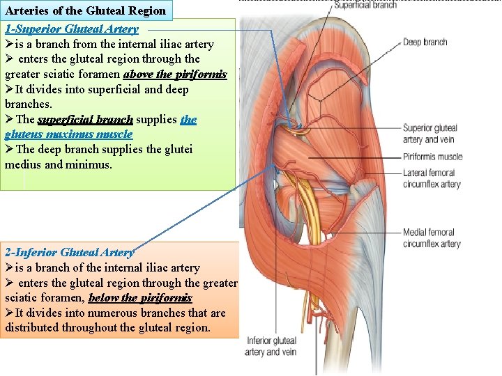 Arteries of the Gluteal Region 1 -Superior Gluteal Artery Øis a branch from the