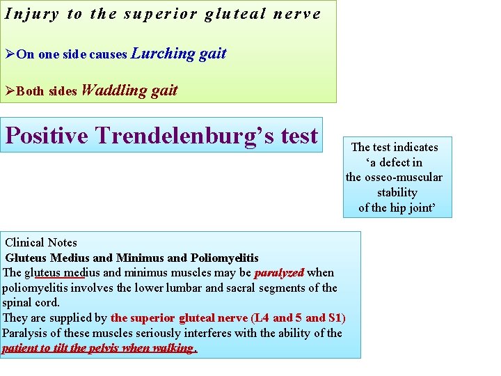 Injury to the superior gluteal nerve ØOn one side causes Lurching gait ØBoth sides