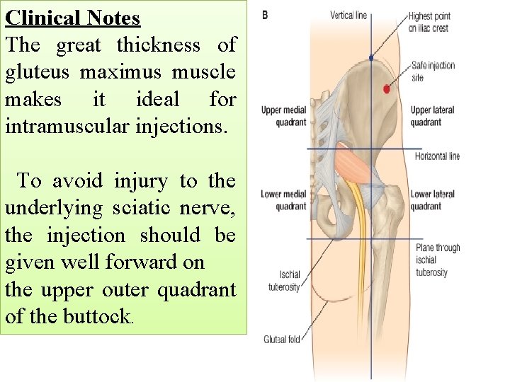 Clinical Notes The great thickness of gluteus maximus muscle makes it ideal for intramuscular