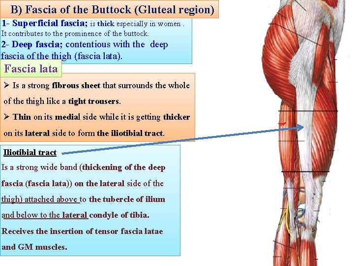 B) Fascia of the Buttock (Gluteal region) 1 - Superficial fascia; is thick especially