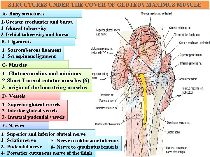 STRUCTURES UNDER THE COVER OF GLUTEUS MAXIMUS MUSCLE A- Bony structures 1 -Greater trochanter