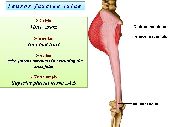 Tensor fasciae latae ØOrigin Iliac crest ØInsertion Iliotibial tract ØAction Assist gluteus maximus in