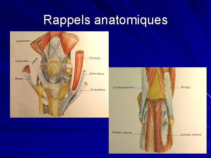Rappels anatomiques Rappels anatomiques