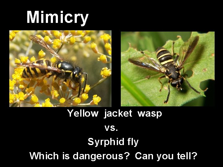 Mimicry Yellow jacket wasp vs. Syrphid fly Which is dangerous? Can you tell? 