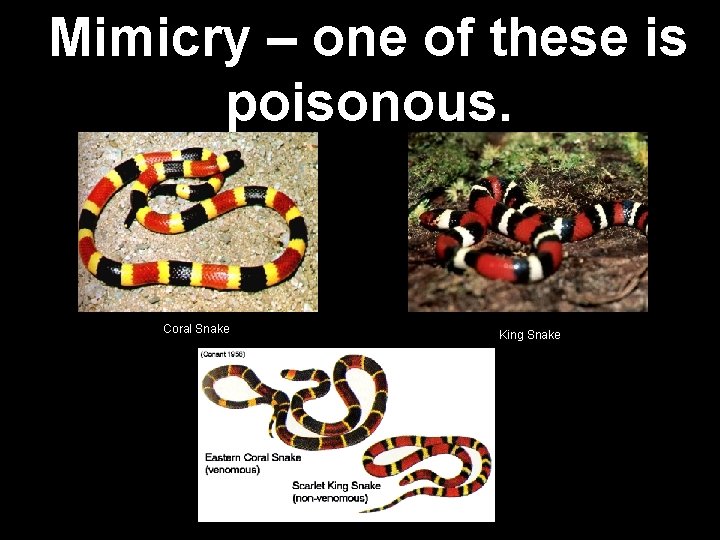 Mimicry – one of these is poisonous. Coral Snake King Snake 