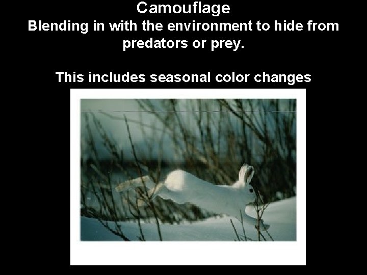 Camouflage Blending in with the environment to hide from predators or prey. This includes