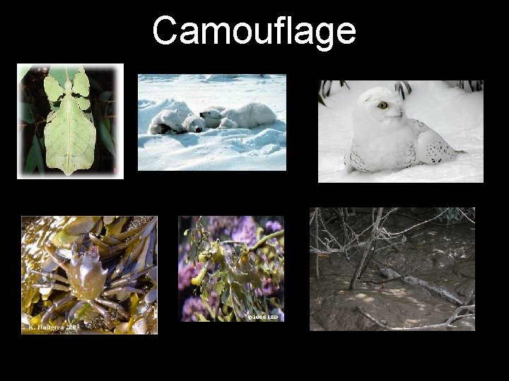 Camouflage 