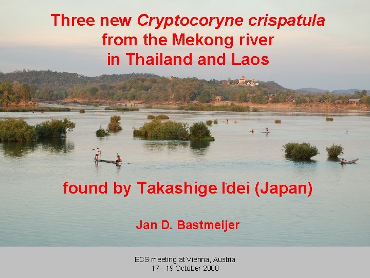 Three new Cryptocoryne crispatula from the Mekong river in Thailand Laos found by Takashige