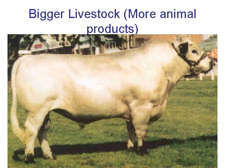 Bigger Livestock (More animal products) 