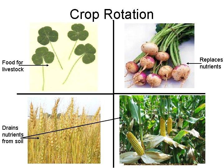 Crop Rotation Food for livestock Drains nutrients from soil Replaces nutrients 