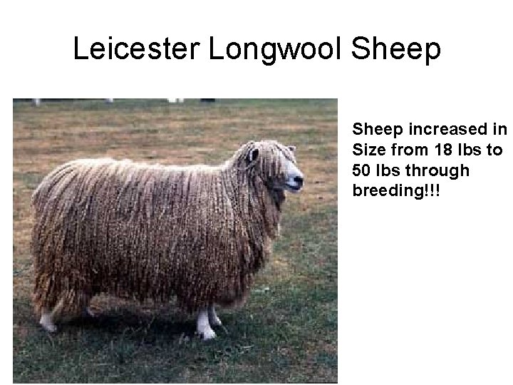 Leicester Longwool Sheep increased in Size from 18 lbs to 50 lbs through breeding!!!
