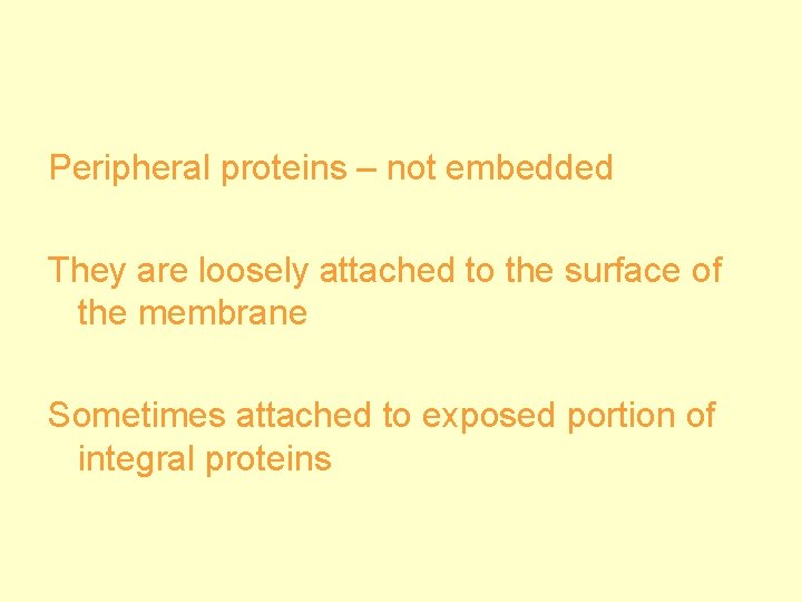 Peripheral proteins – not embedded They are loosely attached to the surface of the
