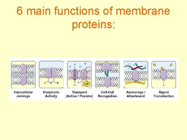 6 main functions of membrane proteins: 