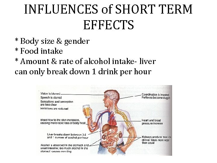 INFLUENCES of SHORT TERM EFFECTS * Body size & gender * Food intake * INFLUENCES of SHORT TERM EFFECTS * Body size & gender * Food intake *