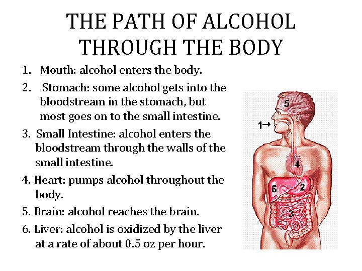 THE PATH OF ALCOHOL THROUGH THE BODY 1. Mouth: alcohol enters the body. 2. THE PATH OF ALCOHOL THROUGH THE BODY 1. Mouth: alcohol enters the body. 2.