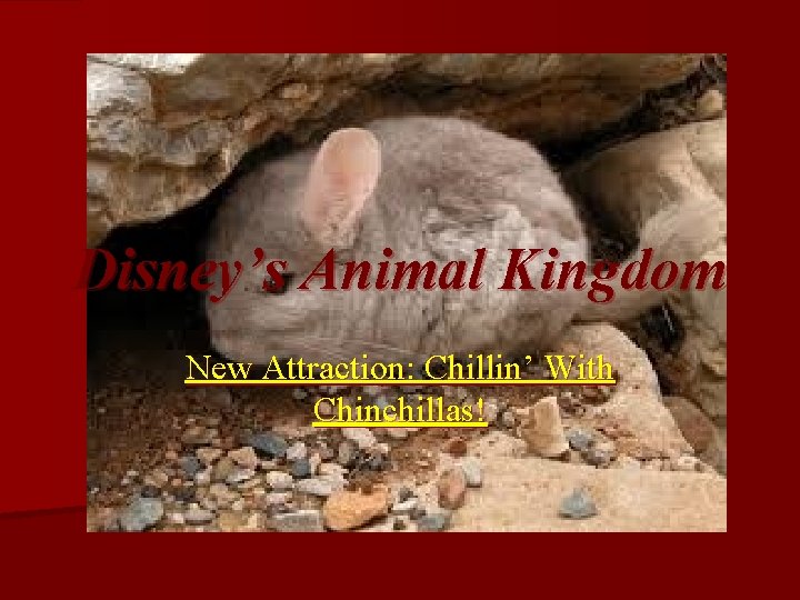 Disney’s Animal Kingdom New Attraction: Chillin’ With Chinchillas! 