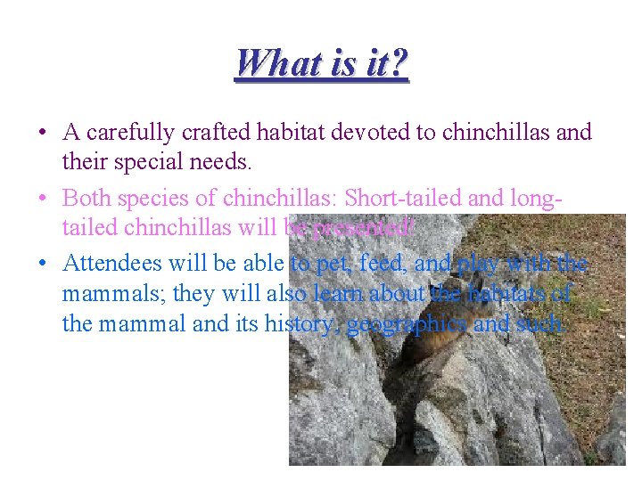 What is it? • A carefully crafted habitat devoted to chinchillas and their special