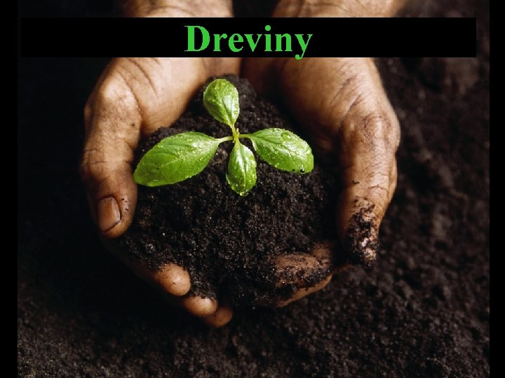 Dreviny 
