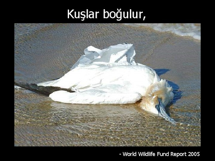 Kuşlar boğulur, - World Wildlife Fund Report 2005 