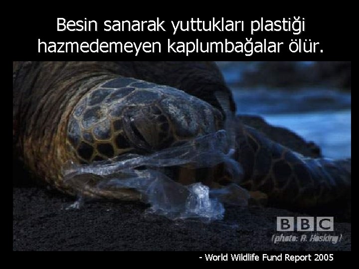 Besin sanarak yuttukları plastiği hazmedemeyen kaplumbağalar ölür. - World Wildlife Fund Report 2005 
