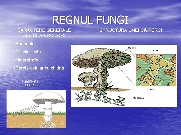 REGNUL FUNGI CARACTERE GENERALE CIUPERCILOR: • Eucariote • Miceliu - hife • Heterotrofe •