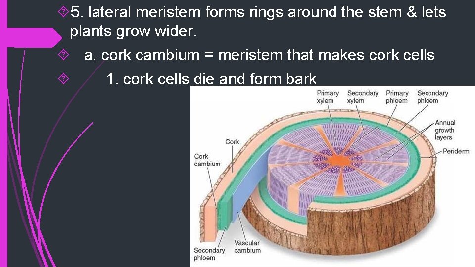  5. lateral meristem forms rings around the stem & lets plants grow wider.