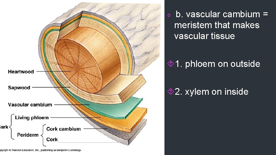 b. vascular cambium = meristem that makes vascular tissue 1. phloem on outside b. vascular cambium = meristem that makes vascular tissue 1. phloem on outside