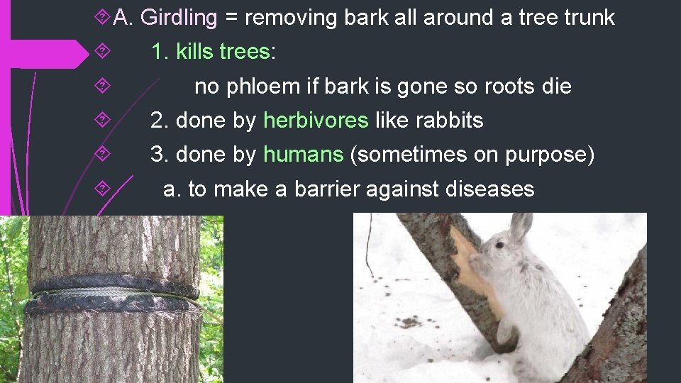  A. Girdling = removing bark all around a tree trunk 1. kills trees: