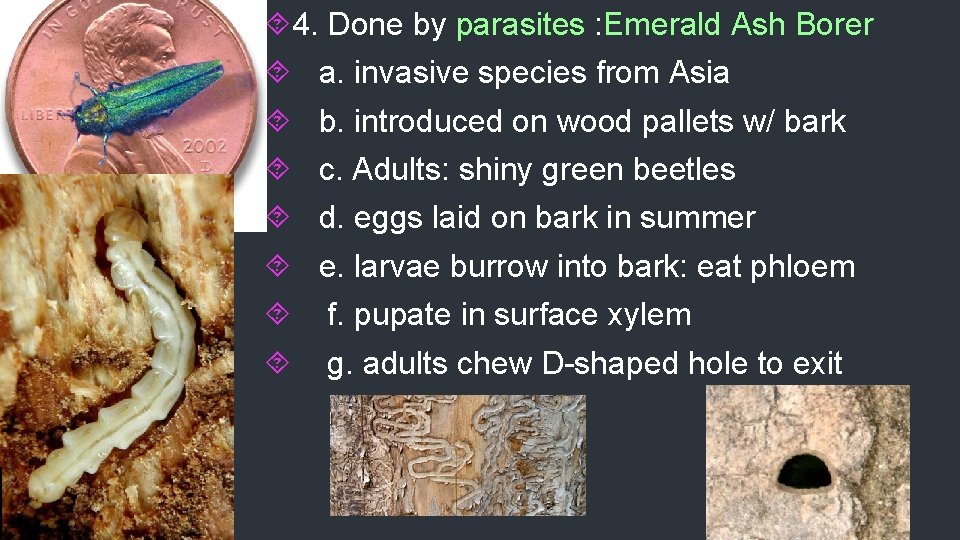  4. Done by parasites : Emerald Ash Borer a. invasive species from Asia