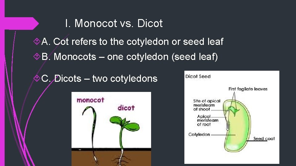 I. Monocot vs. Dicot A. Cot refers to the cotyledon or seed leaf B.