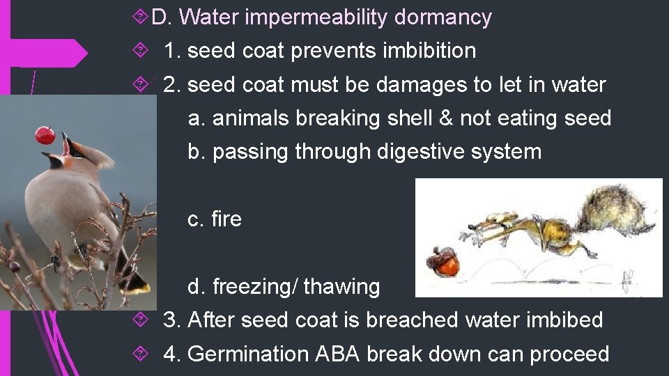  D. Water impermeability dormancy 1. seed coat prevents imbibition 2. seed coat must