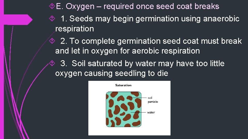  E. Oxygen – required once seed coat breaks 1. Seeds may begin germination