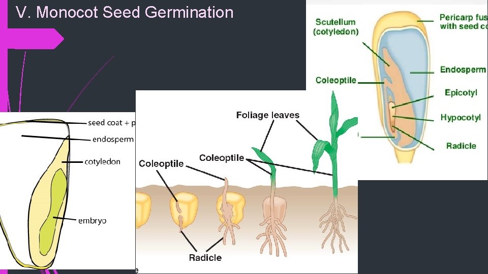 V. Monocot Seed Germination 