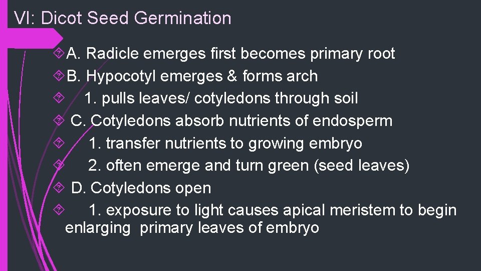 VI: Dicot Seed Germination A. Radicle emerges first becomes primary root B. Hypocotyl emerges