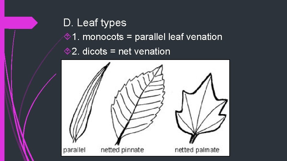 D. Leaf types 1. monocots = parallel leaf venation 2. dicots = net venation