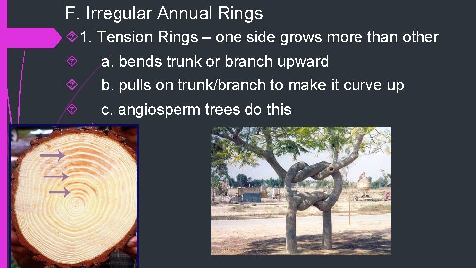 F. Irregular Annual Rings 1. Tension Rings – one side grows more than other