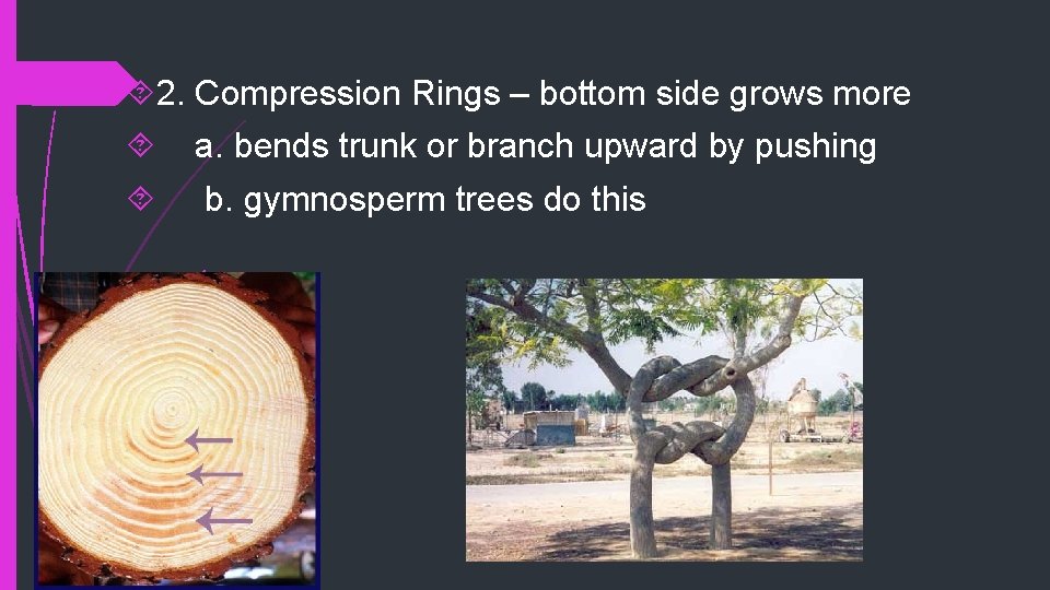  2. Compression Rings – bottom side grows more a. bends trunk or branch