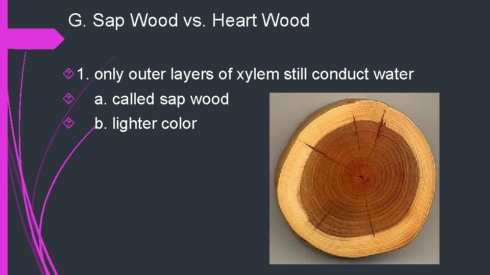 G. Sap Wood vs. Heart Wood 1. only outer layers of xylem still conduct