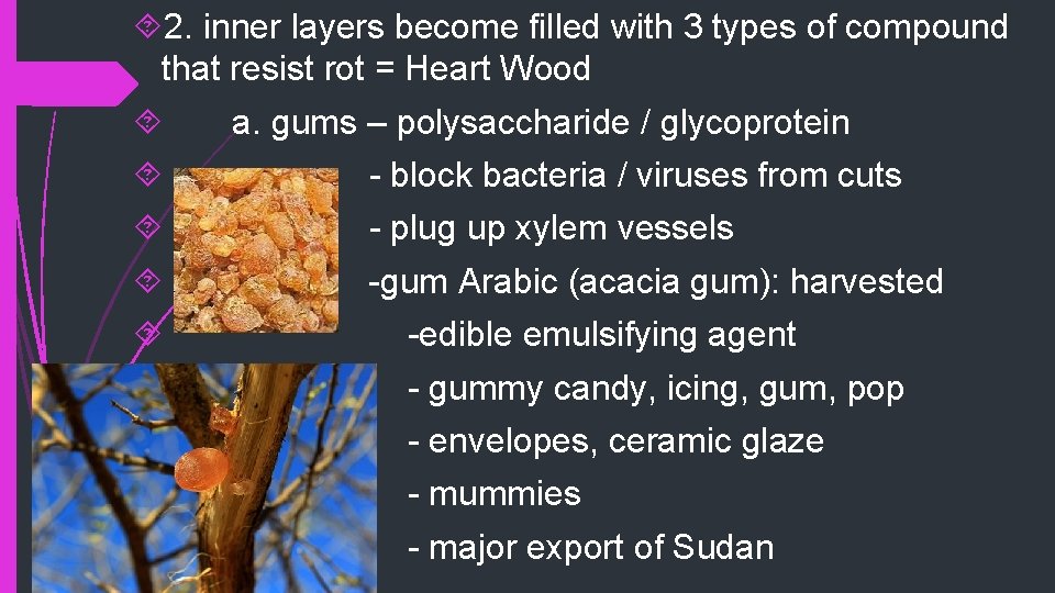  2. inner layers become filled with 3 types of compound that resist rot