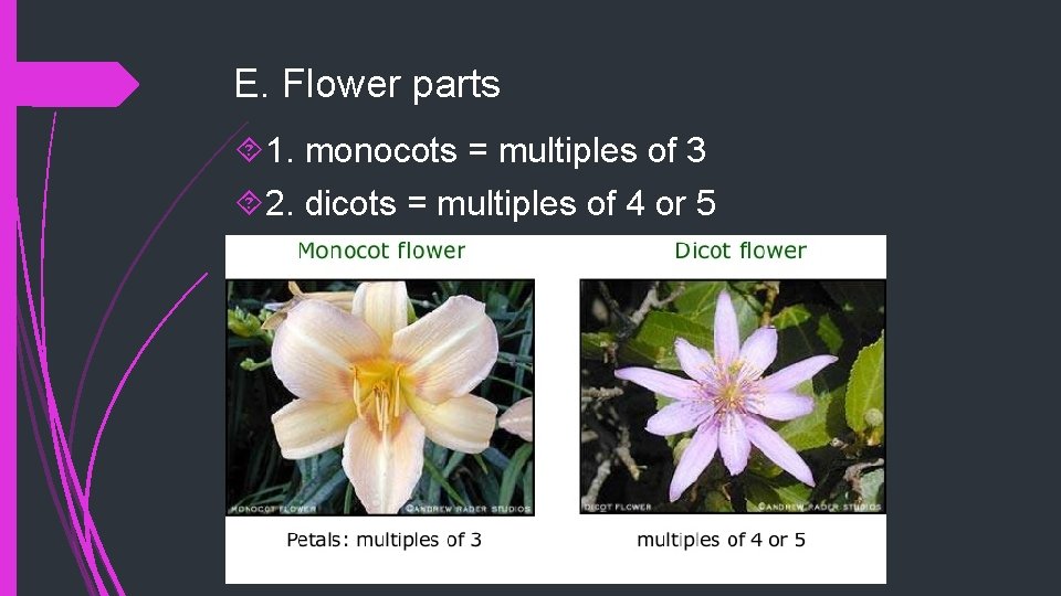 E. Flower parts 1. monocots = multiples of 3 2. dicots = multiples of