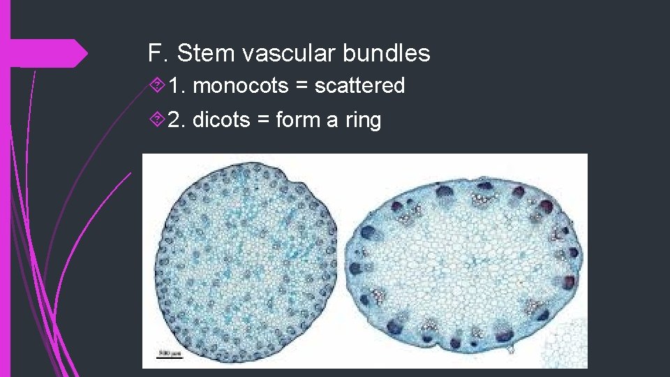 F. Stem vascular bundles 1. monocots = scattered 2. dicots = form a ring