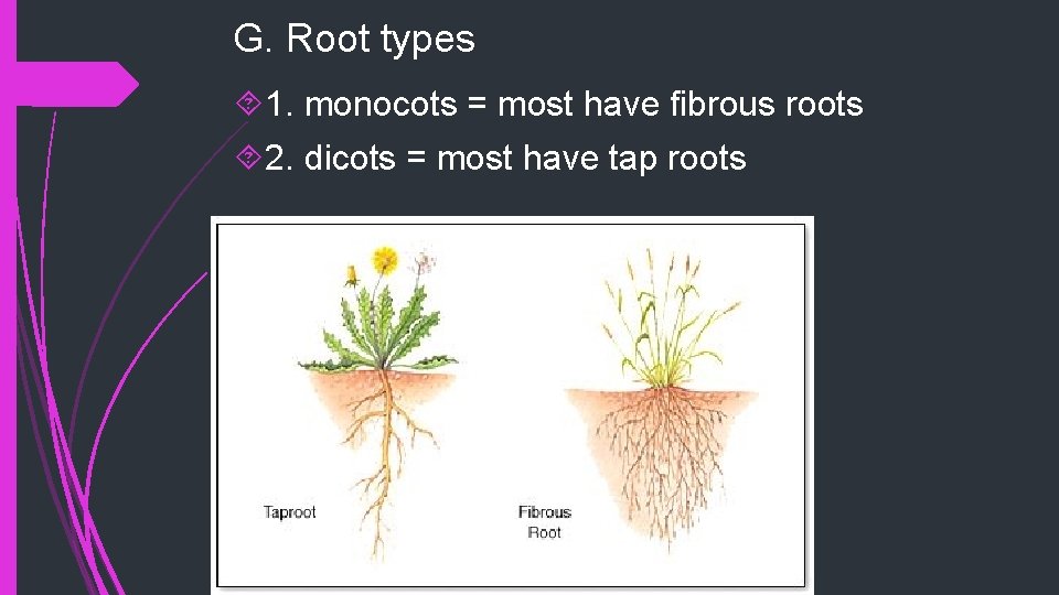 G. Root types 1. monocots = most have fibrous roots 2. dicots = most