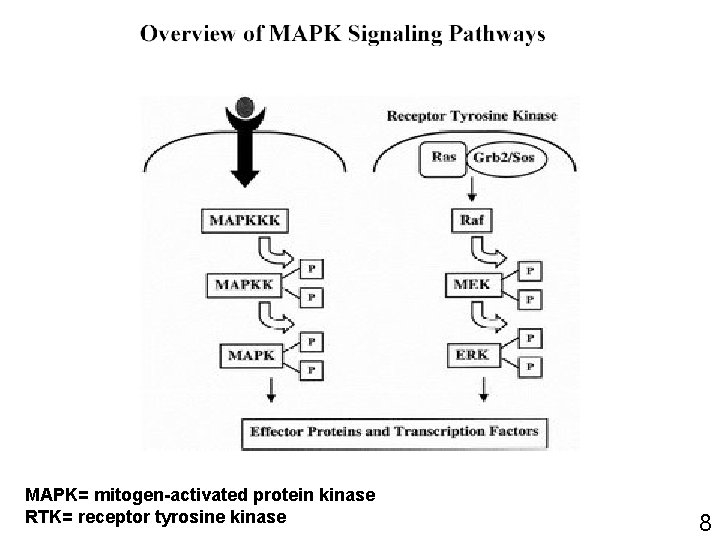 MAPK= mitogen-activated protein kinase RTK= receptor tyrosine kinase 8 MAPK= mitogen-activated protein kinase RTK= receptor tyrosine kinase 8