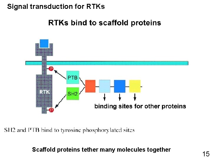 Signal transduction for RTKs Scaffold proteins tether many molecules together 15 Signal transduction for RTKs Scaffold proteins tether many molecules together 15
