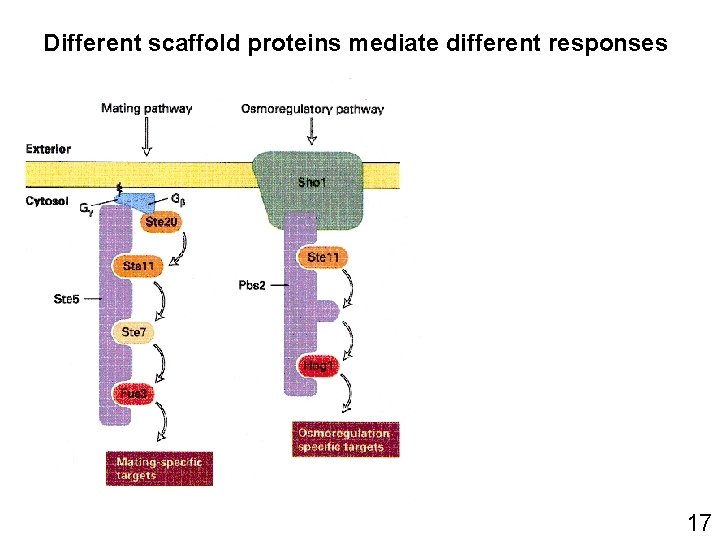 Different scaffold proteins mediate different responses 17 Different scaffold proteins mediate different responses 17