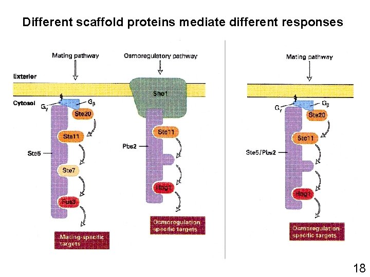 Different scaffold proteins mediate different responses 18 Different scaffold proteins mediate different responses 18