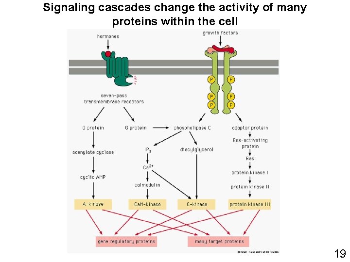 Signaling cascades change the activity of many proteins within the cell 19 Signaling cascades change the activity of many proteins within the cell 19