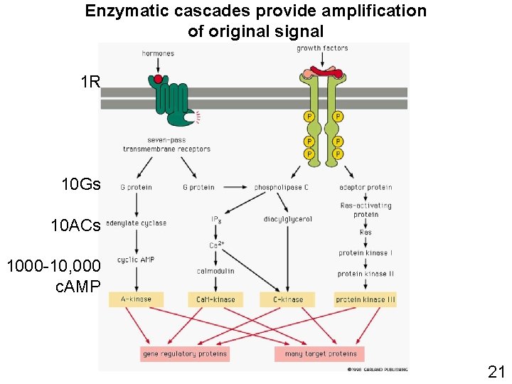 Enzymatic cascades provide amplification of original signal 1 R 10 Gs 10 ACs 1000 Enzymatic cascades provide amplification of original signal 1 R 10 Gs 10 ACs 1000