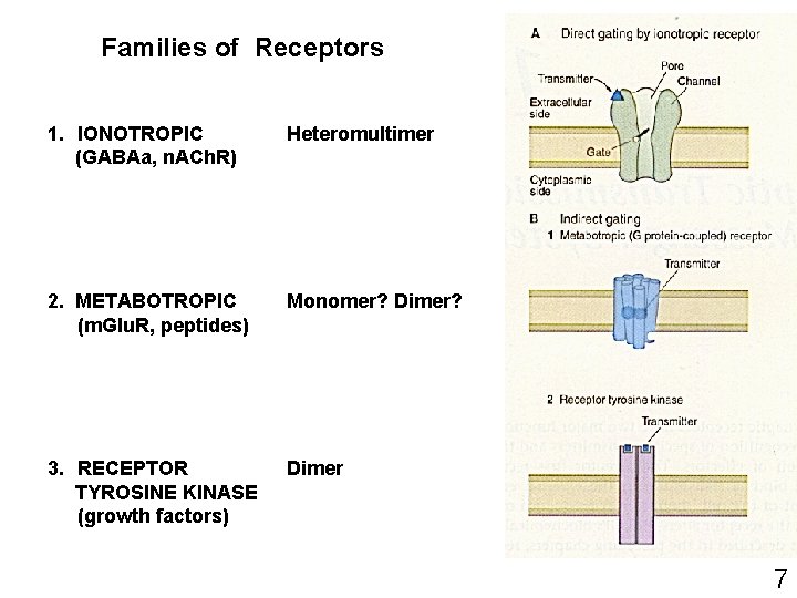 Families of Receptors 1. IONOTROPIC (GABAa, n. ACh. R) Heteromultimer 2. METABOTROPIC (m. Glu. Families of Receptors 1. IONOTROPIC (GABAa, n. ACh. R) Heteromultimer 2. METABOTROPIC (m. Glu.