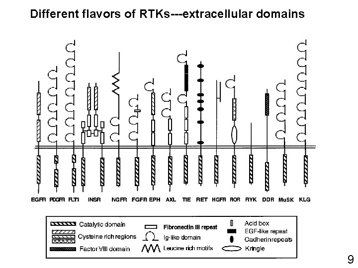 Different flavors of RTKs---extracellular domains 9 Different flavors of RTKs---extracellular domains 9